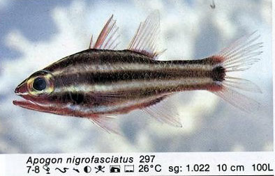 Apogon nigrofasciatus